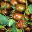 Cà chua Socola thơm ngon và an toàn